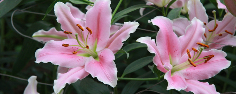 水养百合花的养法（买来的百合花在水瓶里怎么养）