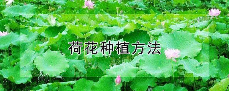 荷花种植方法 荷花种植方法视频教程