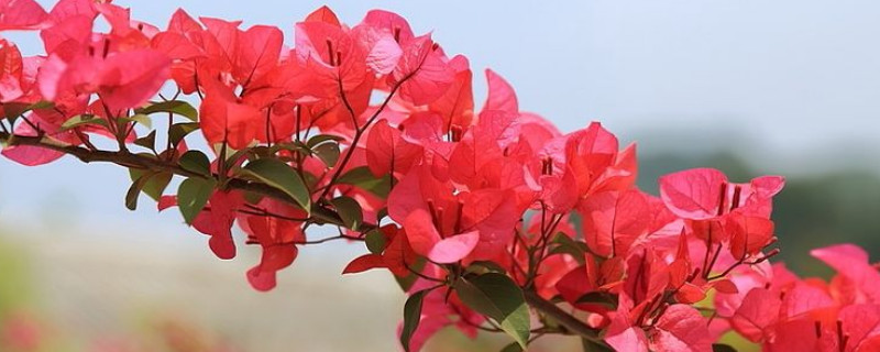 三角梅叶子枯萎怎么办（三角梅叶子干枯脱落怎么办）
