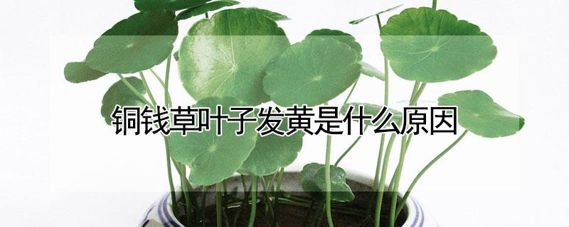铜钱草叶子发黄是什么原因 铜钱草叶子发黄怎么解决
