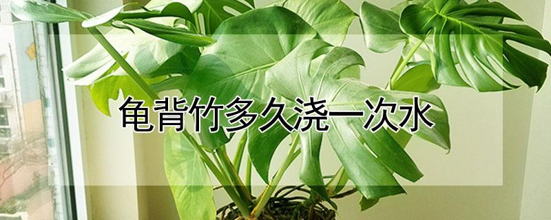 龟背竹多久浇一次水（龟背竹多久浇一次水最佳）