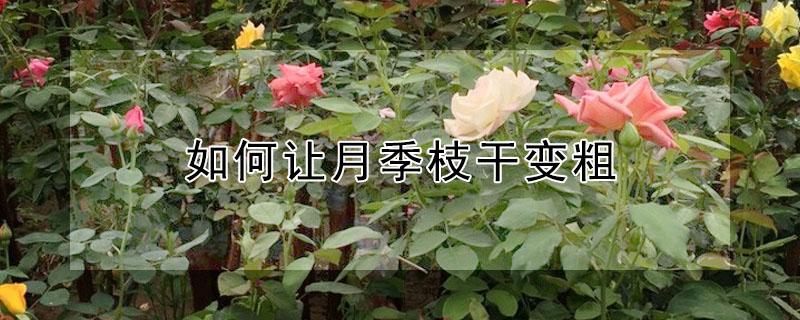 如何让月季枝干变粗（如何让月季枝干变粗壮）