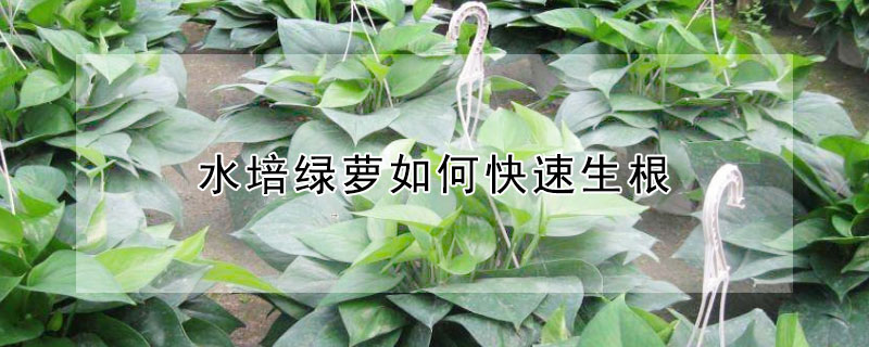 水培绿萝如何快速生根 水培绿萝快速生根的方法