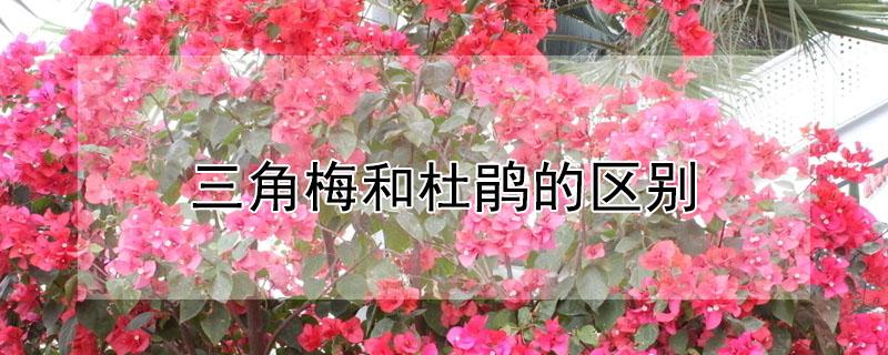 三角梅和杜鹃的区别（三角梅和簕杜鹃）