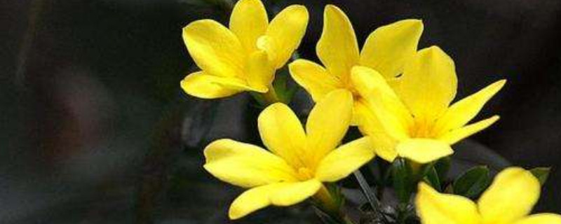 迎春花没死但不发芽（迎春花迟迟不发芽）