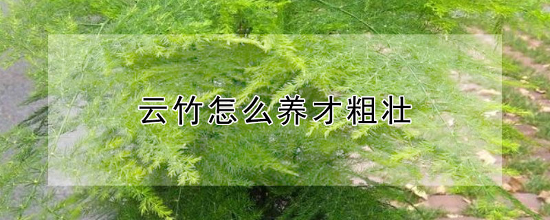 云竹怎么养才粗壮 云竹怎么养才粗壮又好养