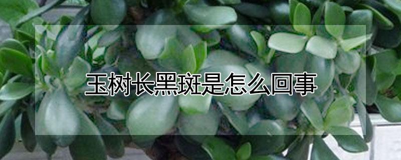 玉树长黑斑是怎么回事（玉树起黑斑是什么病?）