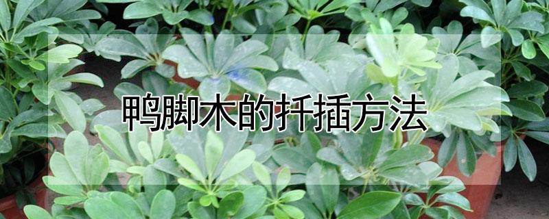 鸭脚木的扦插方法 鸭脚木的扦插方法可以放水里吗
