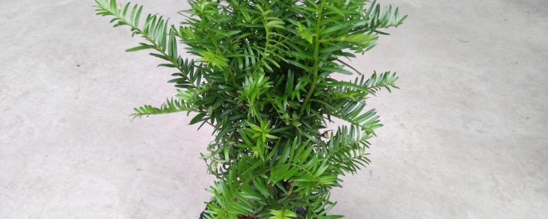红豆杉盆栽养殖方法（红豆杉盆栽养殖方法视频）