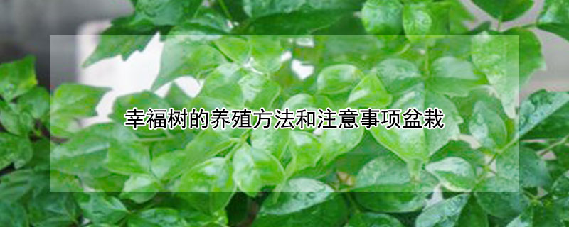 幸福树的养殖方法和注意事项盆栽 幸福树的养殖方法?