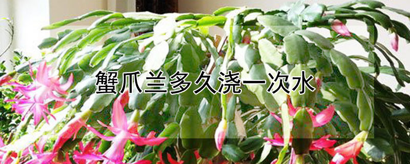蟹爪兰多久浇一次水 蟹爪兰多久浇一次水,怎么浇