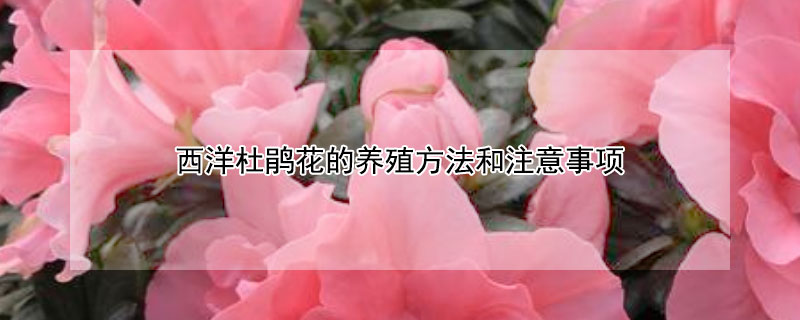 西洋杜鹃花的养殖方法和注意事项（西洋杜鹃花的养殖方法和注意事项视频）