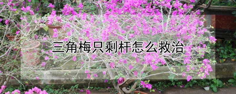 三角梅只剩杆怎么救治（三角梅剪得只剩一根杆）