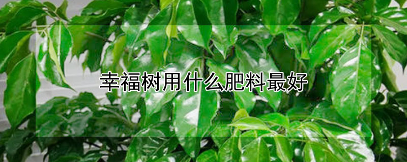 幸福树用什么肥料最好（幸福树施肥用什么肥料）
