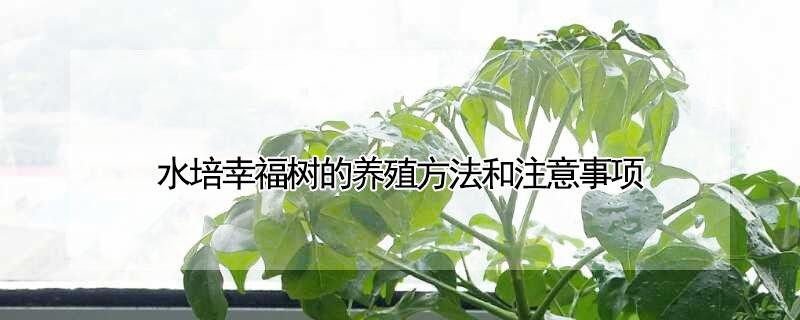 水培幸福树的养殖方法和注意事项（水培幸福树的养殖方法和注意事项图片）