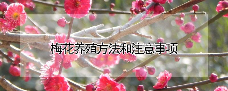梅花养殖方法和注意事项 冬天梅花养殖方法和注意事项