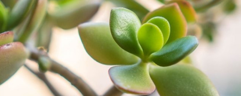 燕子掌开花预兆（燕子掌开花预兆吉利吗）
