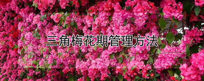 三角梅花期管理方法 三角梅的花期打理
