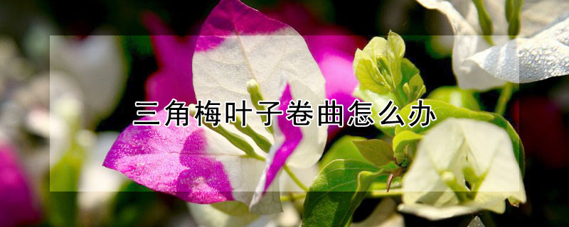 三角梅叶子卷曲怎么办（三角梅叶子卷曲怎么办?）