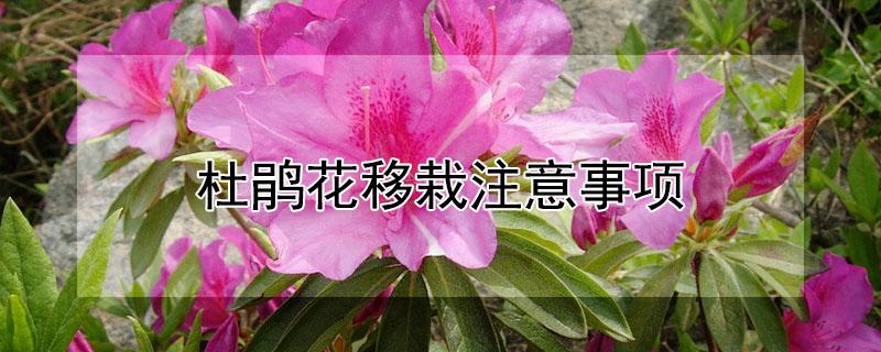 杜鹃花移栽注意事项 杜鹃花移栽注意事项和方法