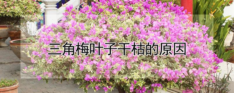 三角梅叶子干枯的原因 三角梅叶子干枯怎么办