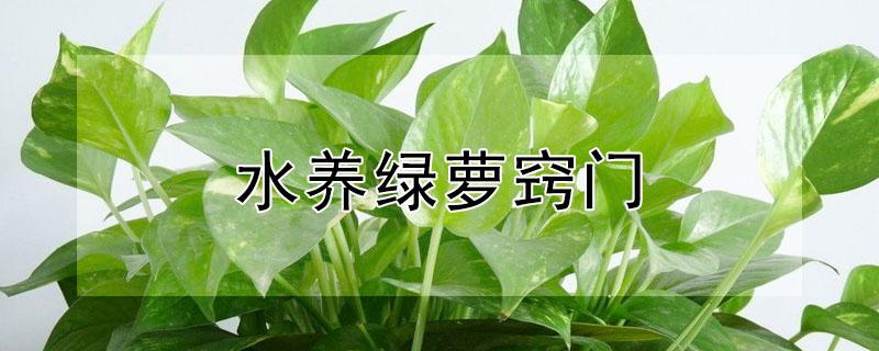 水养绿萝窍门 最简单水培营养液配方