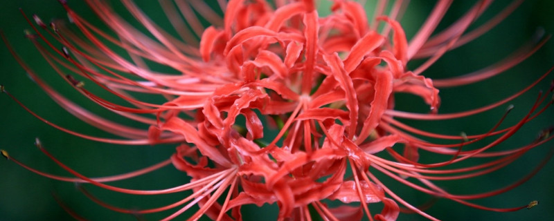 彼岸花种子种多久长苗（彼岸花种子种多久长苗啊）