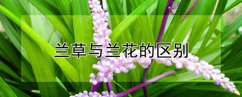 兰草与兰花的区别（兰花和兰草主要有什么区别）