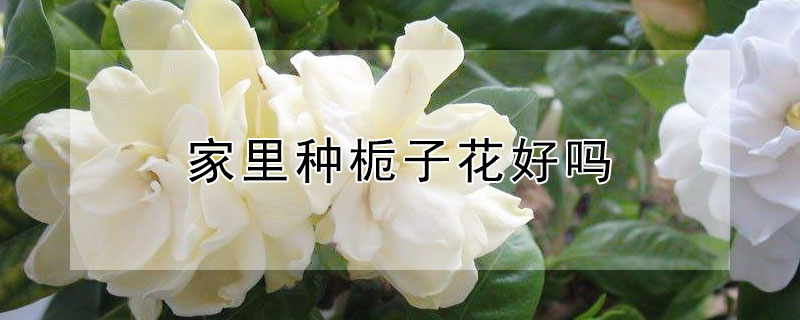 家里种栀子花好吗 家里种栀子花吉利吗
