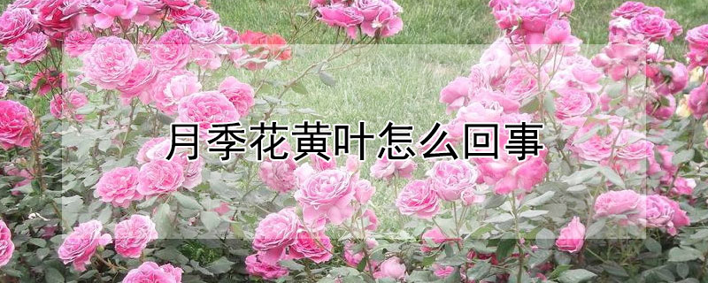月季花黄叶怎么回事（月季花黄叶怎么回事儿?）