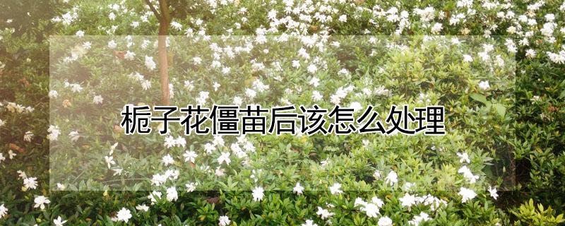 栀子花僵苗后该怎么处理 栀子花僵苗后该怎么处理好