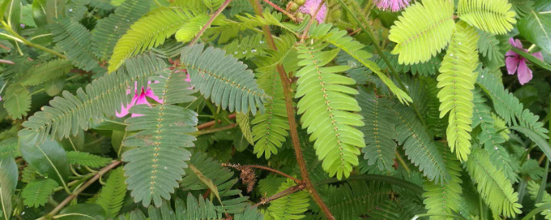 含羞草怎么移植（含羞草怎么移植方法）