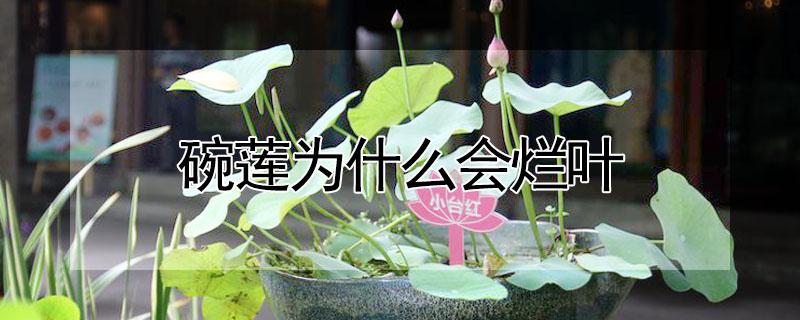 碗莲为什么会烂叶（碗莲为什么会烂叶子）