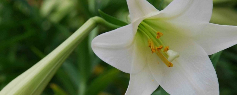 百合花夏天怎么管理 百合花夏季怎么施肥