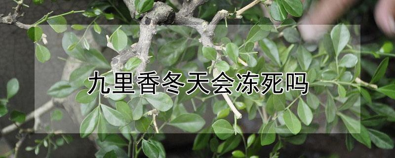 九里香冬天会冻死吗 九里香在冬天会冻死吗?