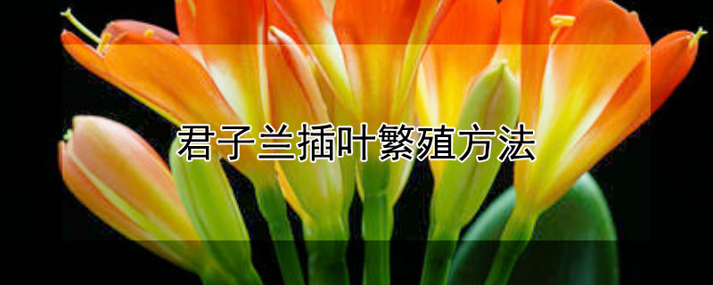 君子兰插叶繁殖方法（君子兰插叶繁殖方法有哪些）