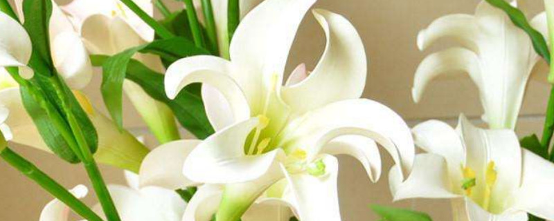 百合花秋季发芽了怎么办 百合花秋天发芽怎么办