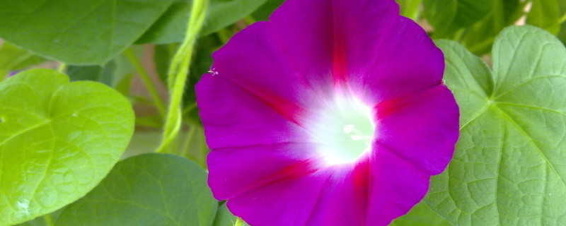 牵牛花长太高怎么办（牵牛花长不大）