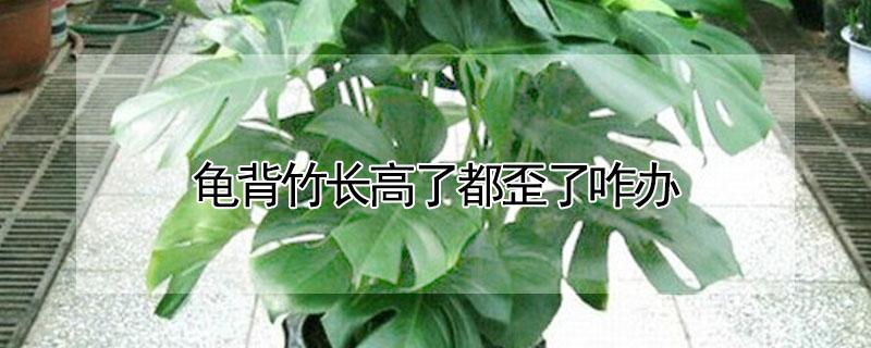 龟背竹长高了都歪了咋办 为什么说家养龟背竹走霉运