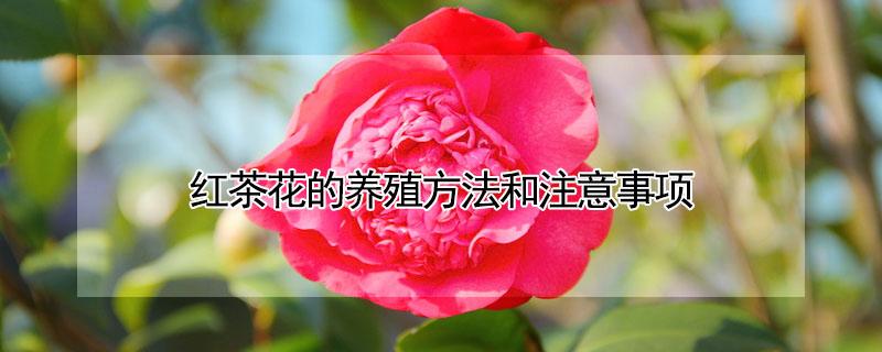 红茶花的养殖方法和注意事项（红茶花的养殖方法和注意事项视频）