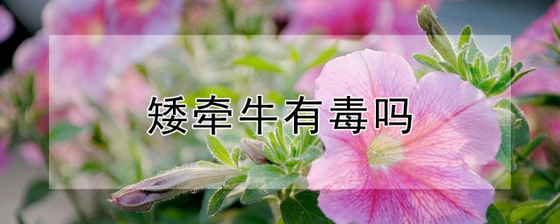 矮牵牛有毒吗（矮牵牛对人体有害吗）