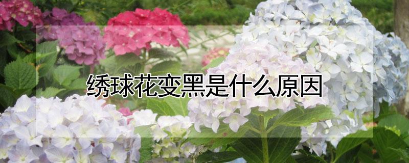 绣球花变黑是什么原因（绣球花发黑是什么原因）