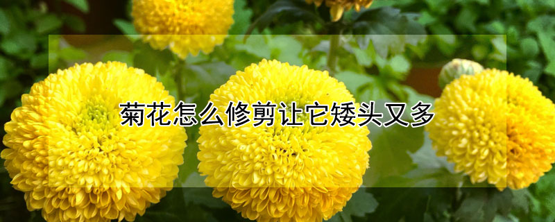 菊花怎么修剪让它矮头又多（菊花怎样修剪才不会长高）