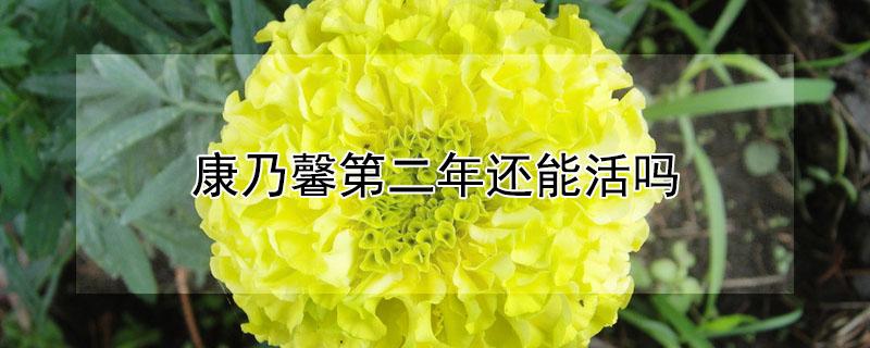 康乃馨第二年还能活吗 康乃馨能自然越冬吗
