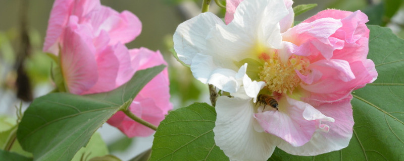 芙蓉花谢了怎么样修剪 芙蓉花谢了怎么样修剪枝条