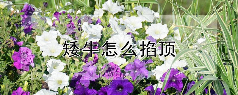 矮牛怎么掐顶 矮牛怎么缓苗