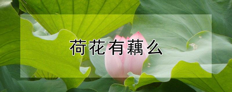 荷花有藕么（荷花那个藕叫什么）