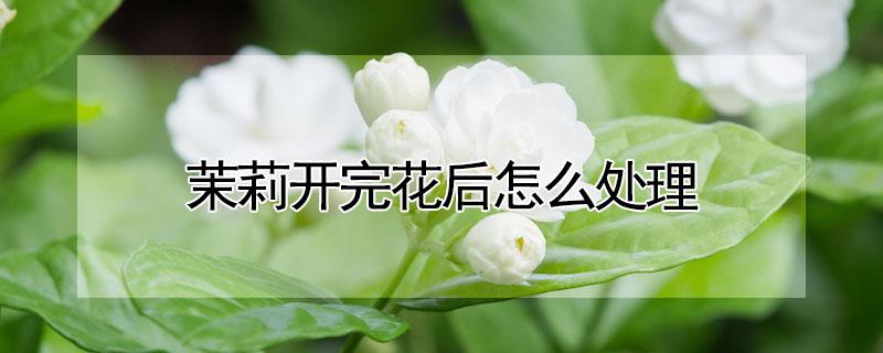 茉莉开完花后怎么处理（茉莉开完花后怎么处理干净）