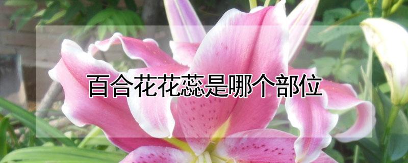 百合花花蕊是哪个部位（百合花花蕊是指哪里）