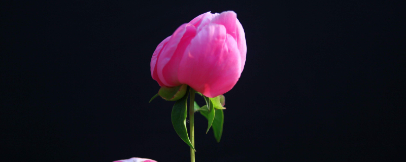 为什么家里不能种芍药（为什么家里不能种芍药花的原因）